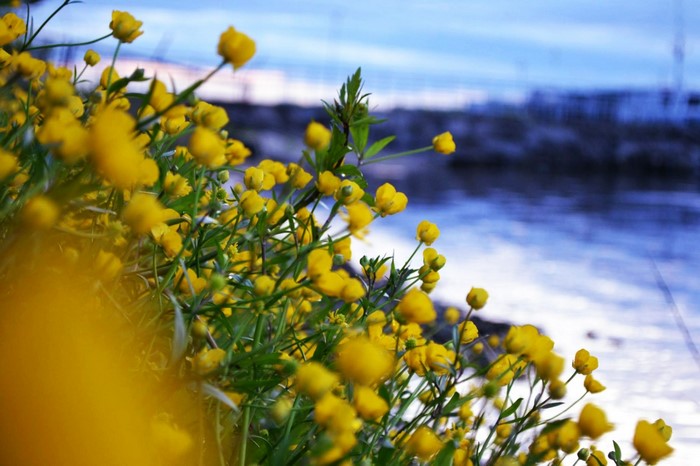 Yellow wildflowers by the water