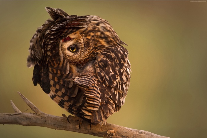 HD wallpaper, Funny, Owl, National Geographic, 4k