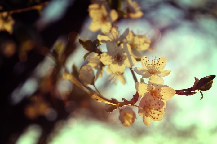 Close up of white cherry blossoms on a branch