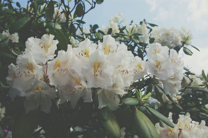 White Rhododendron flowers on a branch