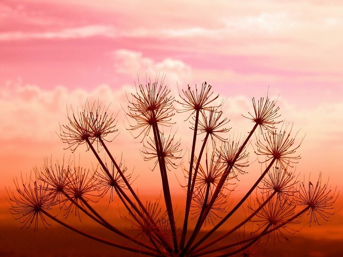 Silhouette of dried plant against a pink sunset sky