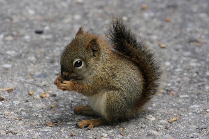 Baby squirrel eating on asphalt