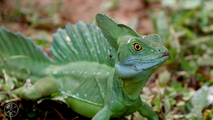 Close-Up of a Green Basilisk Lizard in Nature