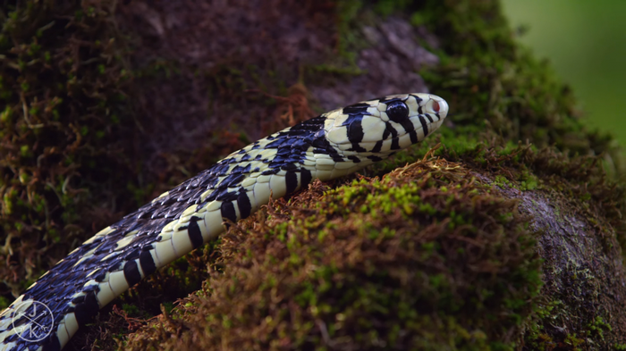 Snake with black and yellow pattern on mossy branch