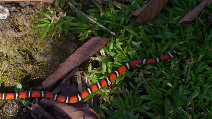 Coral snake with red, black, and white bands on grass