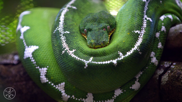 Emerald Tree Boa coiled on a branch
