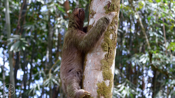 Sloth climbing a mossy tree in a rainforest
