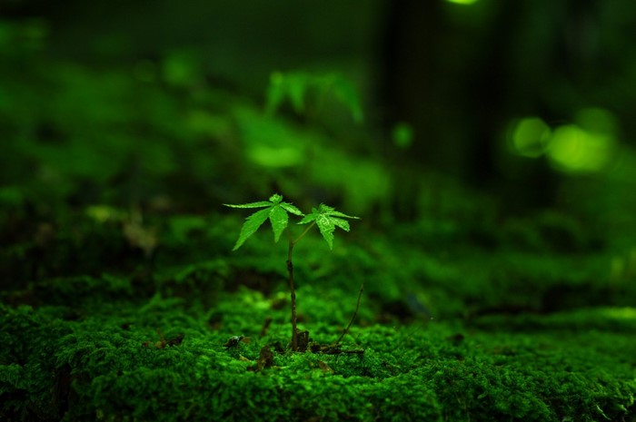 Tiny plant growing in mossy forest floor