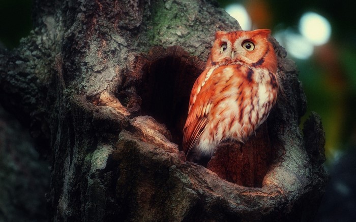 Red Eastern Screech Owl perched in a tree hollow
