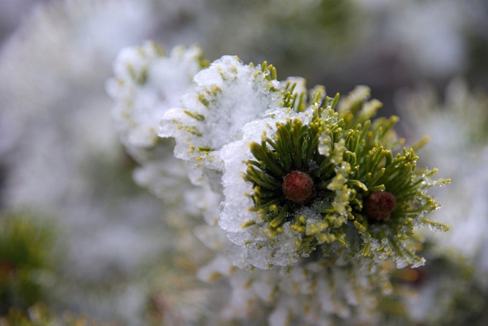 Close-up of a pine branch with snow and cones