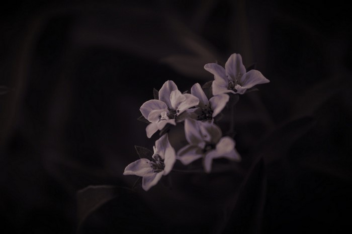 Close-up of delicate purple flowers against a dark background