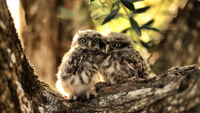 Two young owls perched on a tree branch