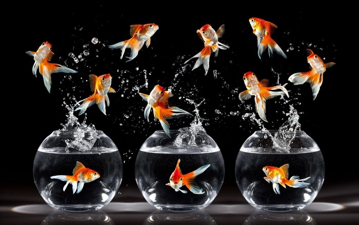 Goldfish jumping out of fishbowls