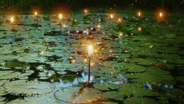 Magical glowing lotus flowers in a pond at night