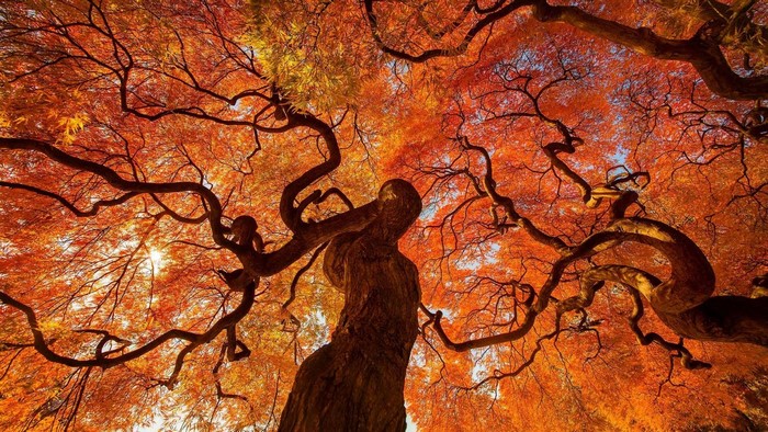 A low-angle view of a Japanese maple tree in autumn