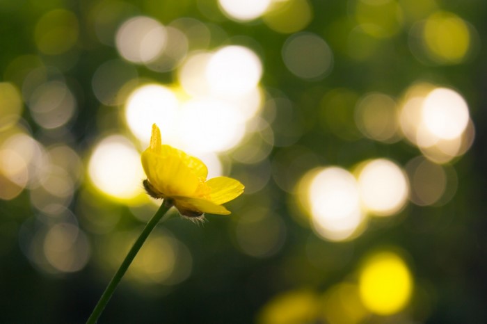 Yellow buttercup flower with bokeh background