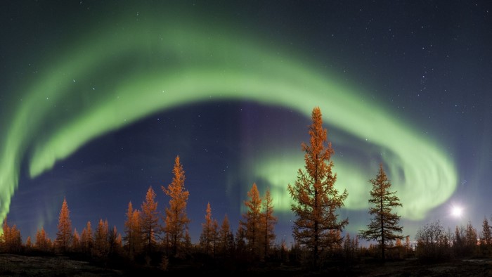 Aurora Borealis over a forest at night