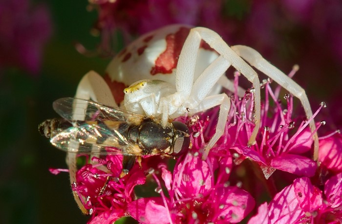 White crab spider eating a fly on pink flowers