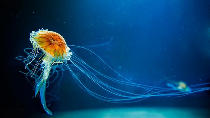 Glowing Jellyfish in Deep Blue Ocean