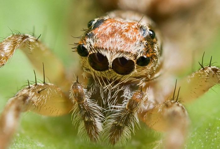Extreme close-up of a jumping spider's face
