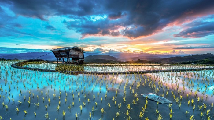 Terraced rice fields at sunset with a hut