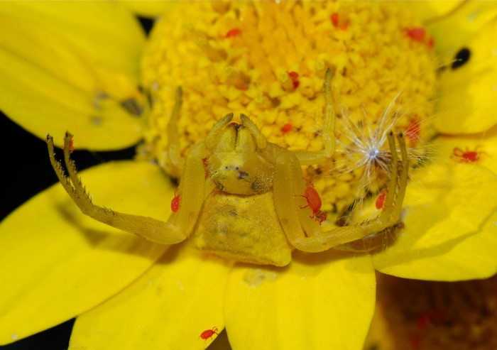 Yellow crab spider with red mites on a yellow flower