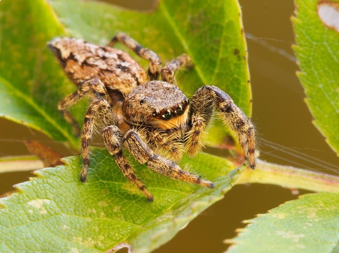 Close-up of a jumping spider on a green leaf