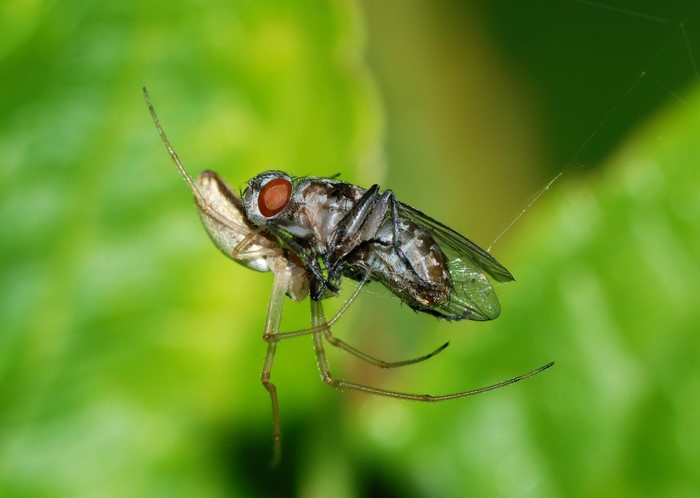 Spider catching a fly on a green leaf