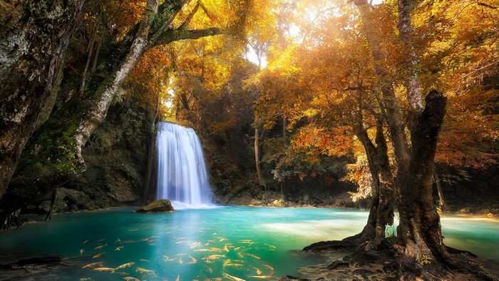 Waterfall in an autumn forest with fish