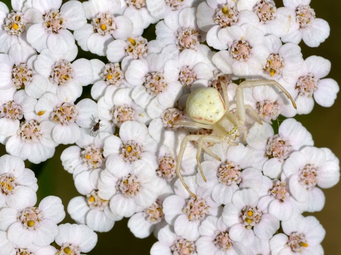 White crab spider on yarrow flowers with a fly