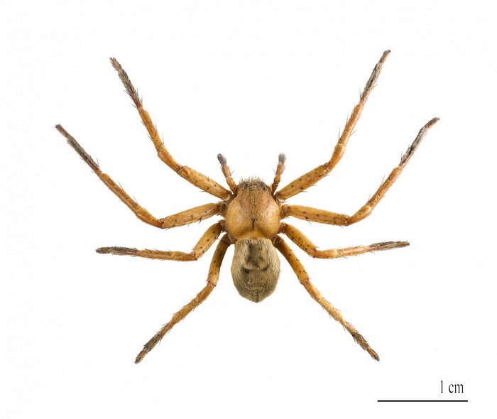 Close-up of a European garden spider on a white background