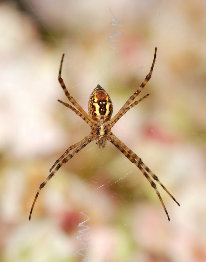 Close-up of an Argiope garden spider on its web