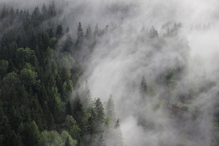 Misty forest with pine trees in Austria