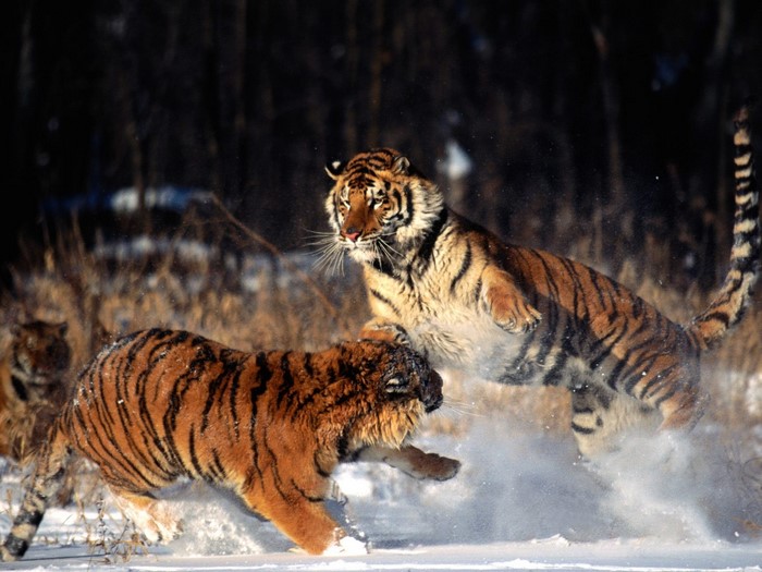 Two tigers fighting in the snow