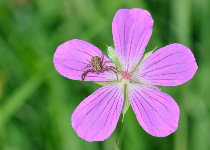 Spider on a purple flower