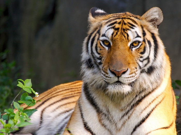 Tiger lying down in foliage