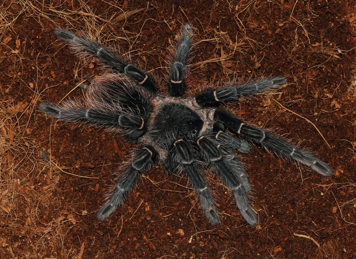 Black tarantula spider on brown soil
