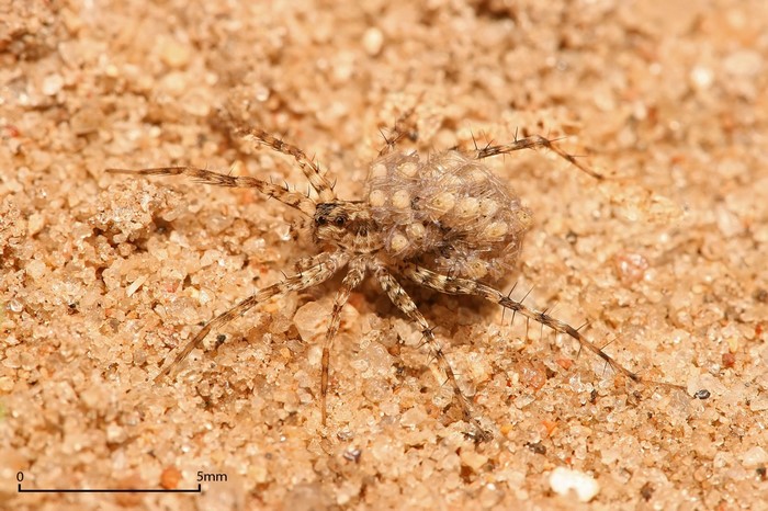 Spider with babies on its back on sandy ground