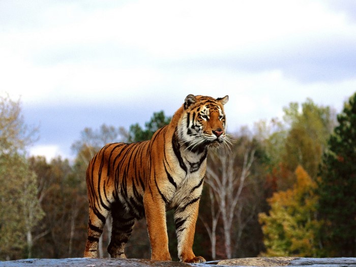 Tiger standing on a rock with trees in the background