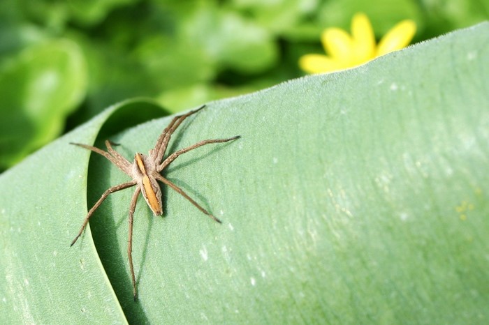 Spider on a green leaf with a yellow flower