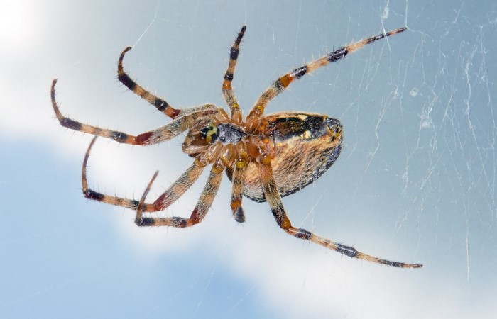 Close-up of a spider on a web