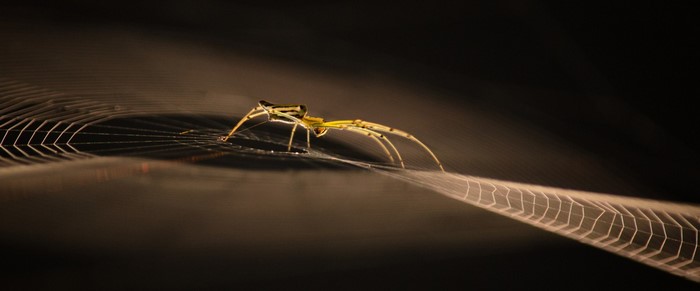 Spider on a web with sunlight