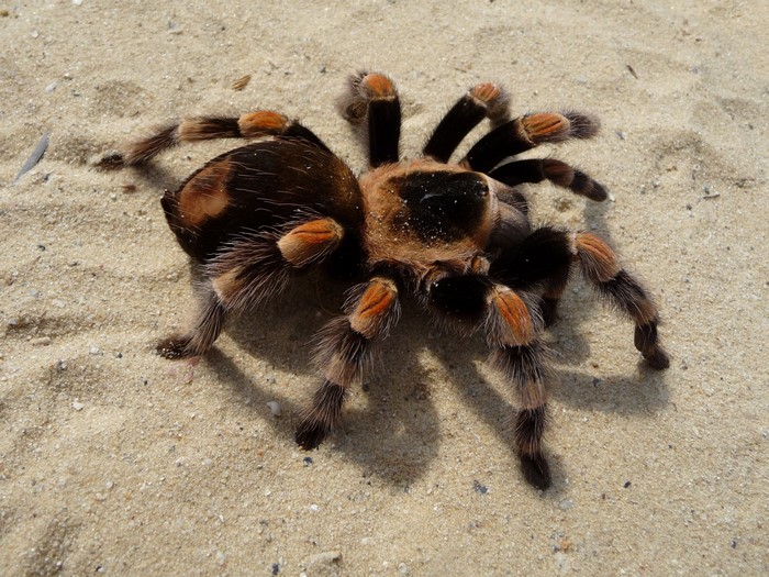 Mexican redknee tarantula on sand