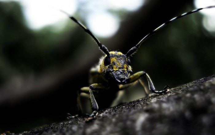 Close-up of a longhorn beetle on a branch