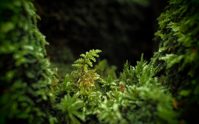 Close-Up of Dewy Moss and Ferns in Forest