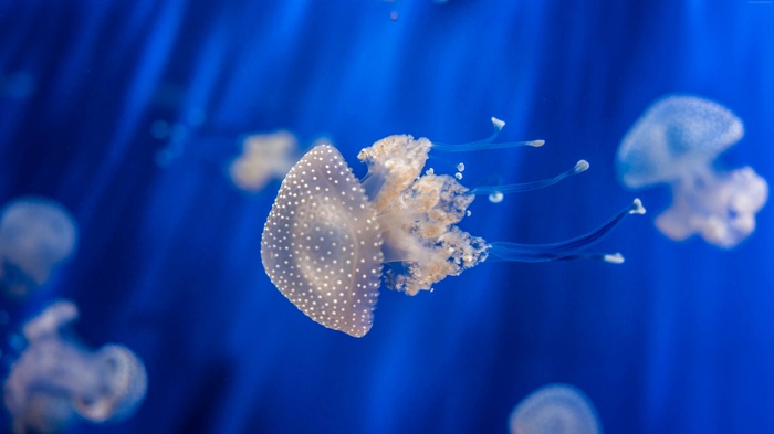Spotted Jellyfish in Blue Water