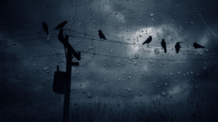 Birds on a wire during a rainstorm
