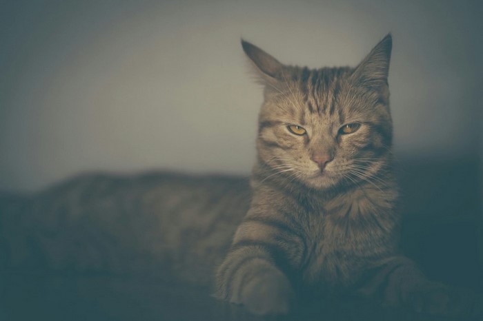 Tabby cat with yellow eyes lying down