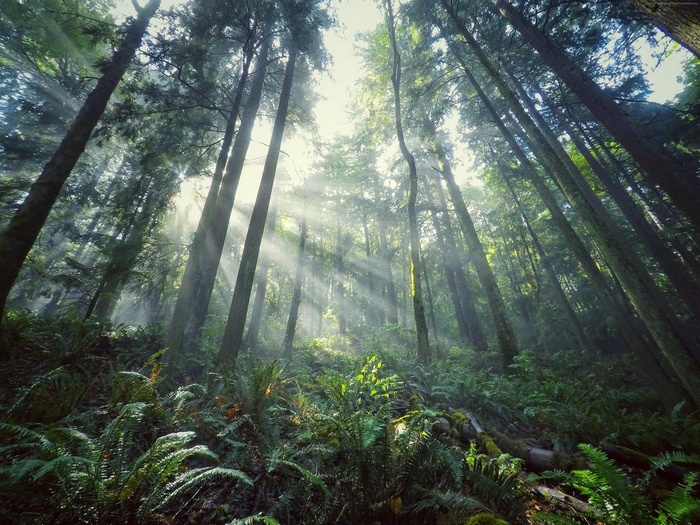 Sunbeams filtering through a dense forest
