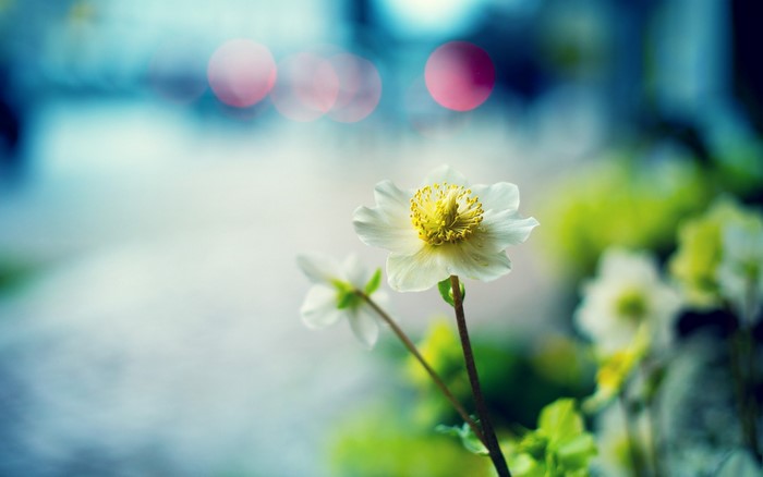 Close-up of a white flower with yellow center